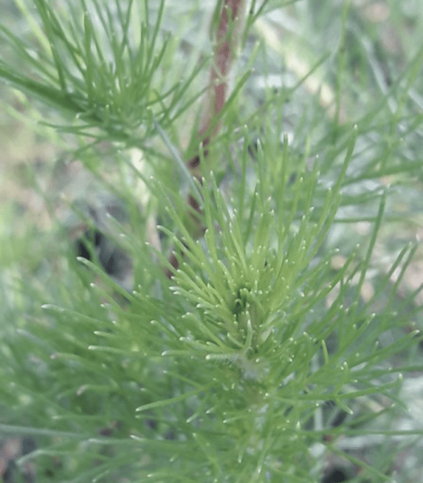 Artemisia - Red Stem Wormwood (3.25" pot)